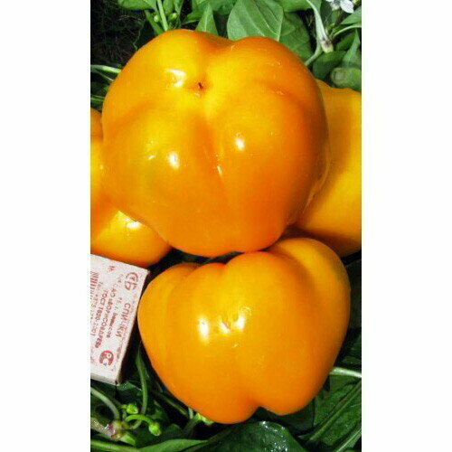 ������ ������ ������ ����� ������� ��������� ��������� (����) �/� ����