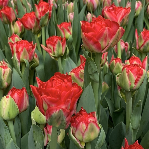 ������ ������ �������� �������� PAMPLONA ( 5 �� ) ����