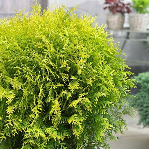 ������ ������ ��� �������� ������� ����� (1 ������� � ������ 15-20 ��). Szkolka roslin A.M (������) ����