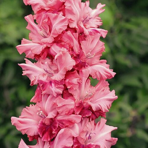 ������ ������ ��������� ������� ����� (3 �� ������� � ��������) ����