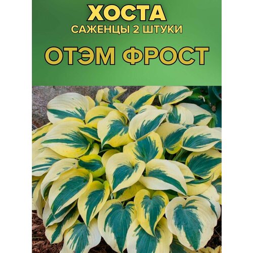 ������ ������ ����� �������, ����������� �������� 2����� ����