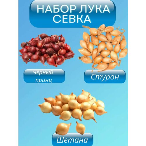 ������ ������ ����� ���� ����� �� 0,5�� ����