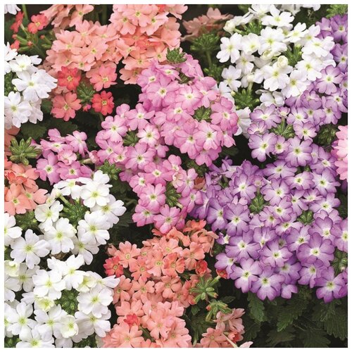 ������ ������ ������ ������ ������� ������� ����� 40 ��. ����