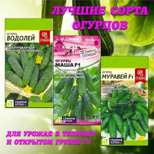 ������ ������ ������ �������: ������ �������� ��� ������ � ������� � �� �������� ������. ������ ����� ����