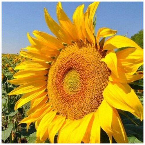 ������ ������ ������ ������ ������������ ������� 30 ��. ����