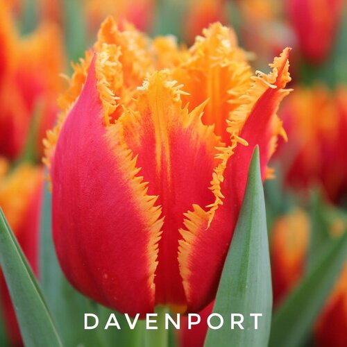 ������ ������ �������, �������� ���� Davenport �����������,(3 ����) ����