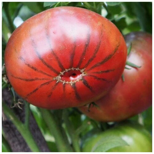 ������ ������ ������ ������ ����� ���� �������� ����� 10 ��. ����