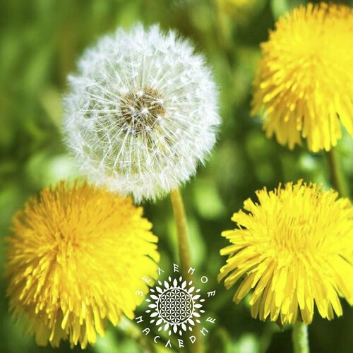 ������ ������ ������ ��������� ������������ (���. Taraxacum officinale) 250�� ����