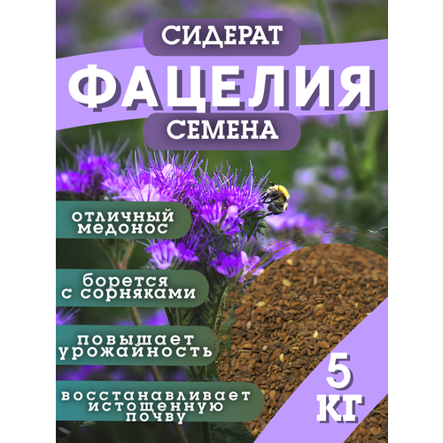 ������ ������ ������ �������, �������, 5 �� ����