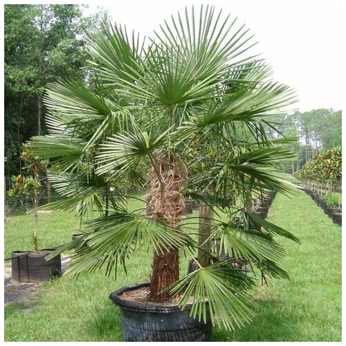 ������ ������ ������ ������ ������ ����������� ������� 5 ��. ����