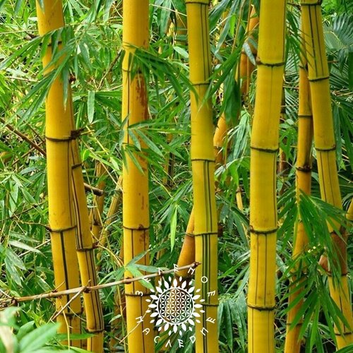 ������ ������ ������ ������ ����������� (���. Bambusa Arundinacea) 25�� �� Green Legacy ����