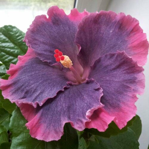 ������ ������ ������ �������� ��������� ����� ��� ��� ���� 5 ��. (1 ��������) ����