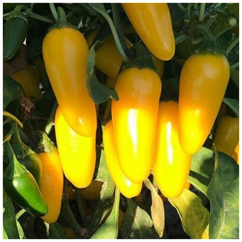 ������ ������ ������ ������ ����� ������ ��������� ������ 5 ��. ����