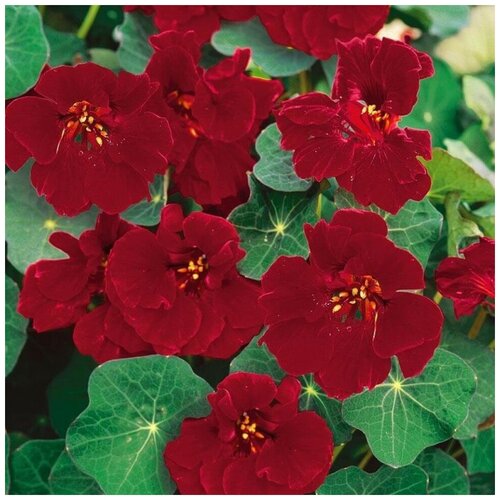 ������ ������ ������ ������ ��������� ������� 10 ��. ����