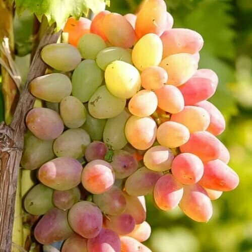 ������ ������ �������� ������� (2 ��) ����