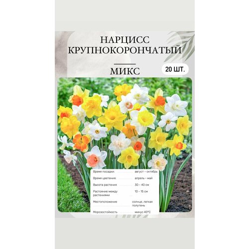 ������ ������ ������� ���������� ����� 20 �� ����