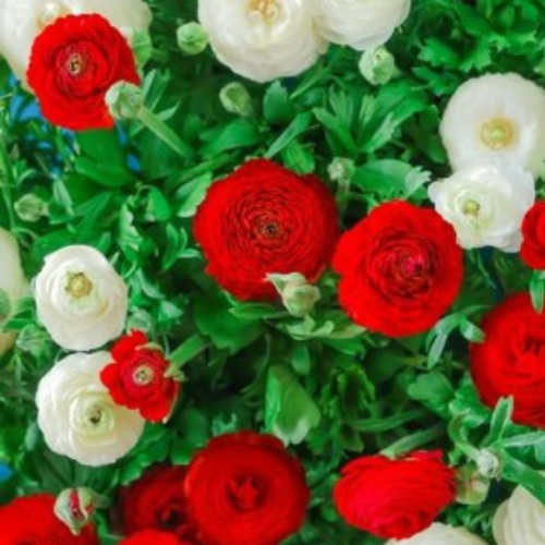 ������ ������ �������� ������, �hipollino flowers, ���������� RED AND WHITE MIX (10 �������) ����