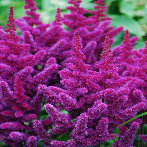 ������ ������ �������� ��������� ���������� ����