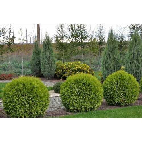 ������ ������ ������ ��� ������, 100 ����, 2024 ��� ����