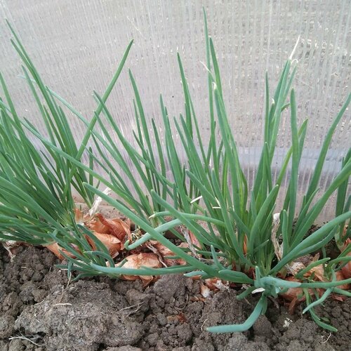 ������ ������ ��� ����� ����������, �������� �������� ���, 5-6 ������� ��������� �� �����, ������ ���� ����������� ��������, 50 ����� ����