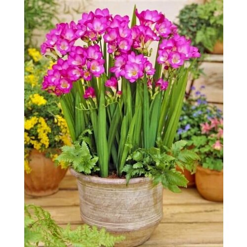 ������ ������ ������ ���� ���� (10 ��) / ���������� ����� ����