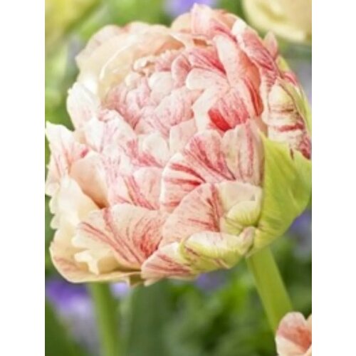 ������ ������ �������� ������� ����� - 2 ��. ����