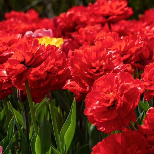 ������ ������ �������� �������� MIRANDA ( 10 �� ) ����