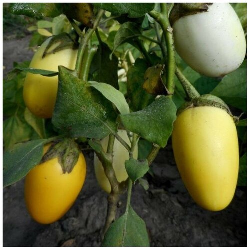 ������ ������ ������ ������ �������� ������������ ������� ���� 20 ��. ����