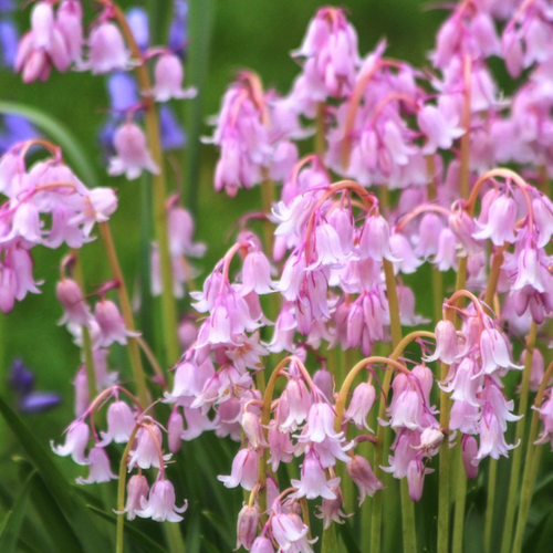 ������ ������ �������� ������, bulbs servise, ������������ ������� ( 10 ����) ����