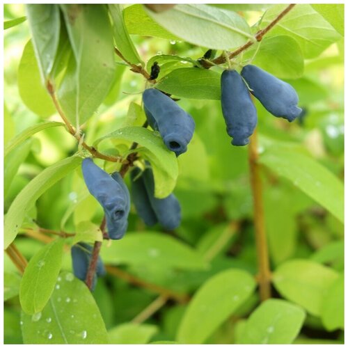 ������ ������ ������ ������ ��������� ���������� 20 ��. ����