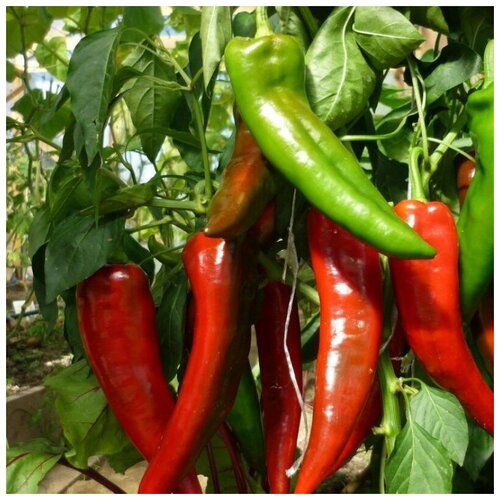 ������ ������ ������ ������ ����� ������� ������ 10 ��. ����