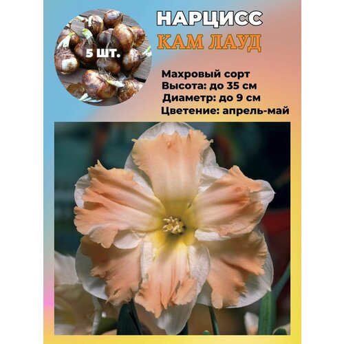 ������ ������ ������� ��������, �������� 5 ���� ����