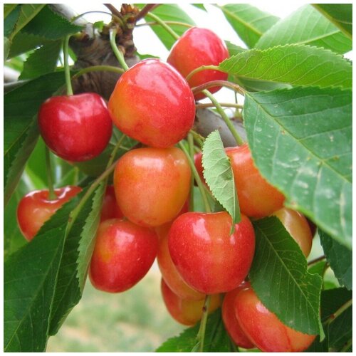 ������ ������ ������ ������ ������� ������� 10 ��. ����