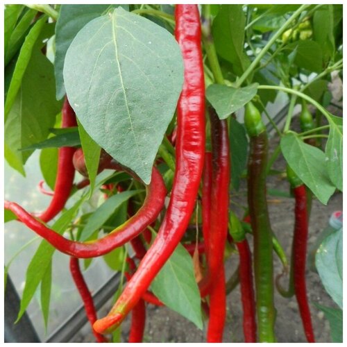 ������ ������ ������ ������ ����� ������ ��������� ������� ��� 5 ��. ����