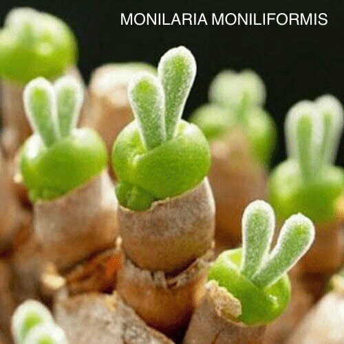 ������ ������ ��������� ����� ��� ����������� ����