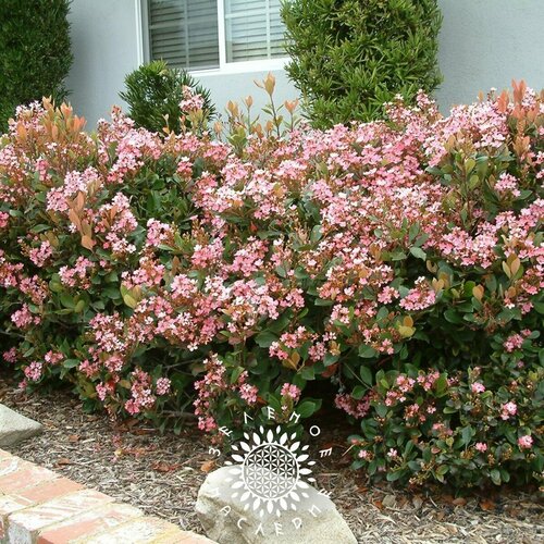 ������ ������ ������ ���������� ��������� (���. Rhaphiolepis indica) 15�� �� Green Legacy ����