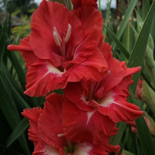 ������ ������ ��������� ������� ������� (3 �� ������� � ��������) ����