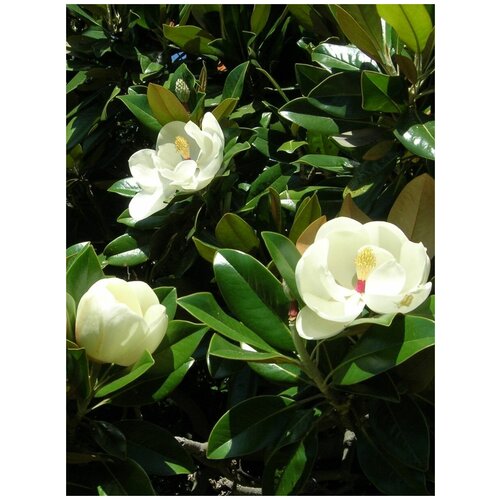 ������ ������ ������ �������� ��������������� (Magnolia grandiflora), 5 ���� ����
