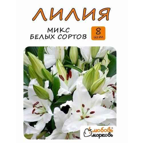 ������ ������ ����� ��������, ���� �����, 8 �� ����