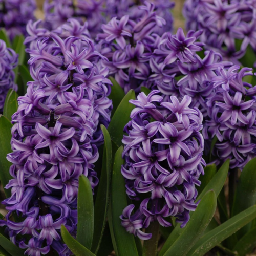 ������ ������ ������� �������� (2 ��) ����