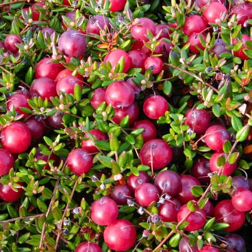 ������ ������ ������ ������������� ��� ��� (1 ������� � ������ 15-20 ��) ����