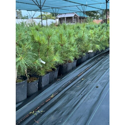 ������ ������ ������� ����� (����� ��������� ��������) �������� ����������� (������ ���) ����