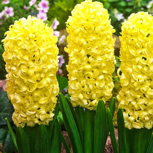 ������ ������ ������� ������ (2 ��.) ����