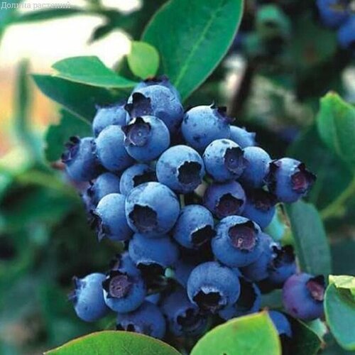 ������ ������ �������� ��� ���� (������������) 2-� �����, � ������ 30-40 �� ����