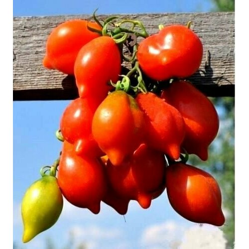 ������ ������ ������ ����� ���� ������� (Piennolo Del Vesuvio) / Seeds And Goods / � �������� zip-lock ��� ���������� 15 ����� ����