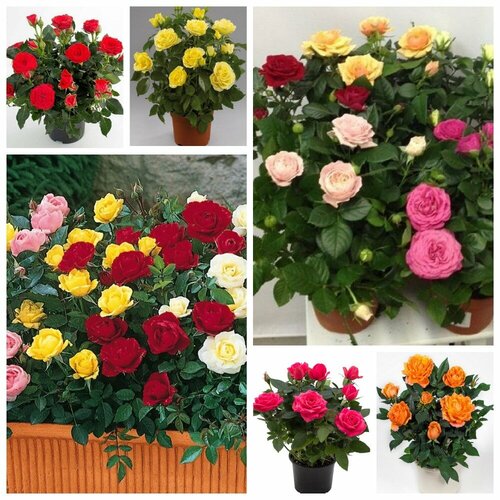 ������ ������ ���� �������� ����, ������ ����