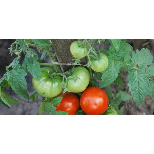 ������ ������ ������ ����� �������� ����