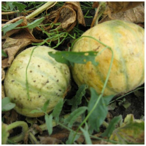 ������ ������ ������ ������ ��������� 10 ��. ����