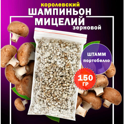 ������ ������ ������� ��������� ����������� �������� (����������) - 150 �� ����