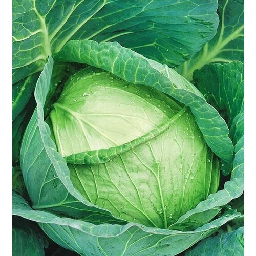 ������ ������ ������������� ������ ������� �/� �������� F1 ����